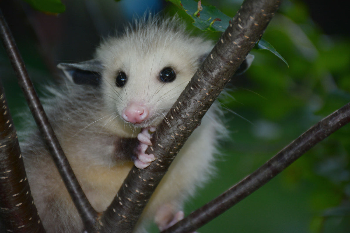 The Possum: Trashy or Classy? Facts About These Trash Monsters | The Garbage Blog